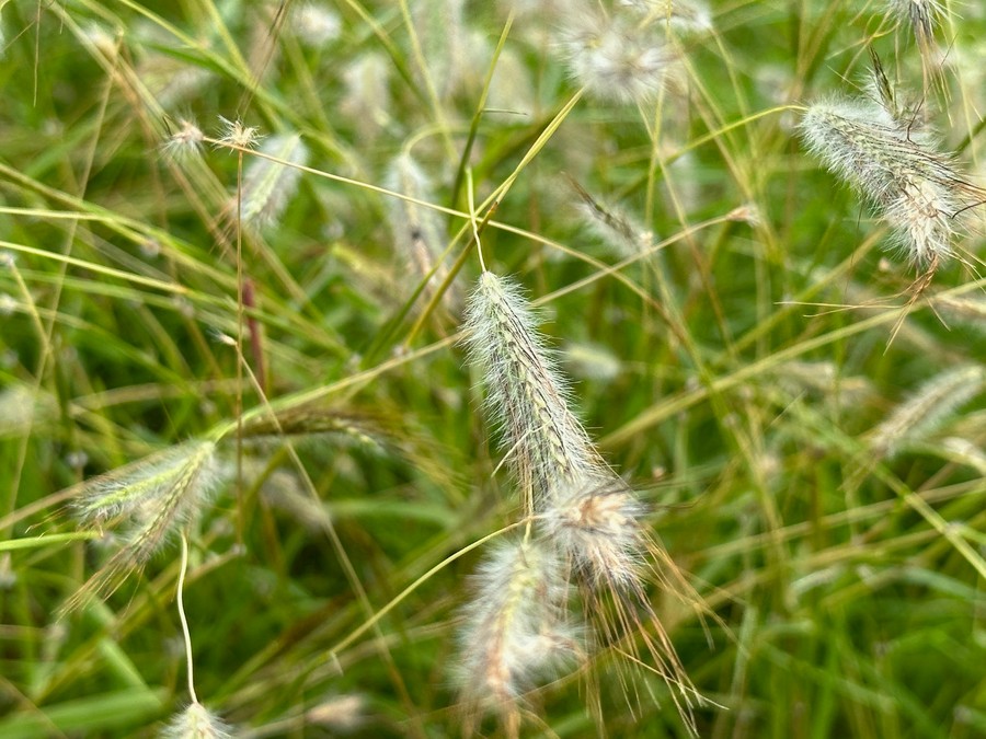 Why Douglass King Seeds Are a Trusted Choice for Native Grass and Wildflower Restoration