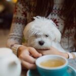 Dog Cafes in Singapore Perfect for Coffee Dates with Paws